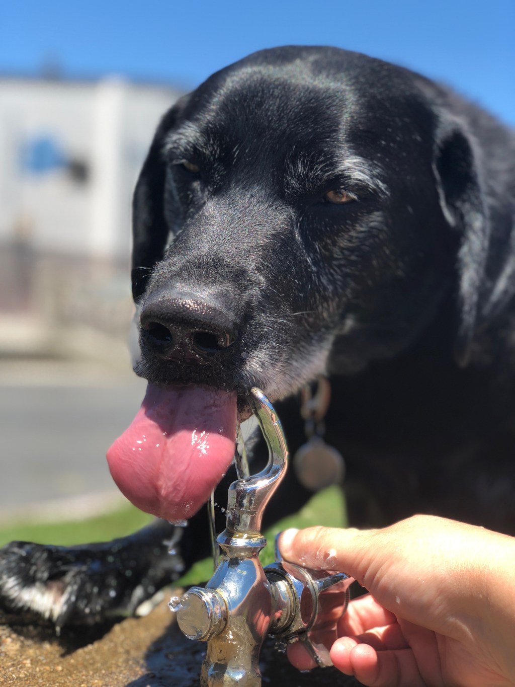 Water: the most important ingredient in your dog’s&nbsp;diet