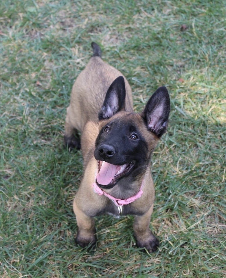 Your Puppy isn’t that Easy to&nbsp;Break