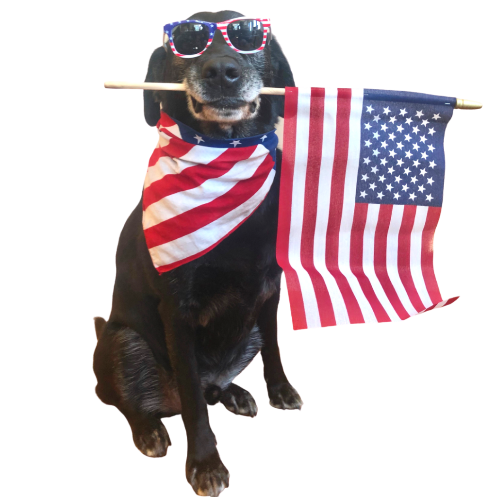 4th of july with&nbsp;Dogs